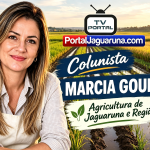 As chuvas que preocupam os produtores de arroz de Jaguaruna **Por Márcia Goulart**