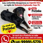 Cachorrinha desaparecida no Balneário Esplanada, copa 70
